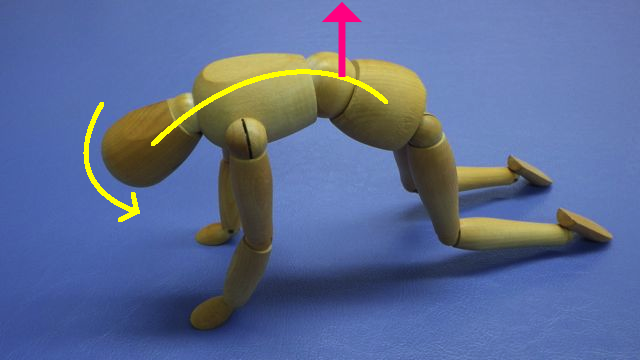 キャットエクササイズ1