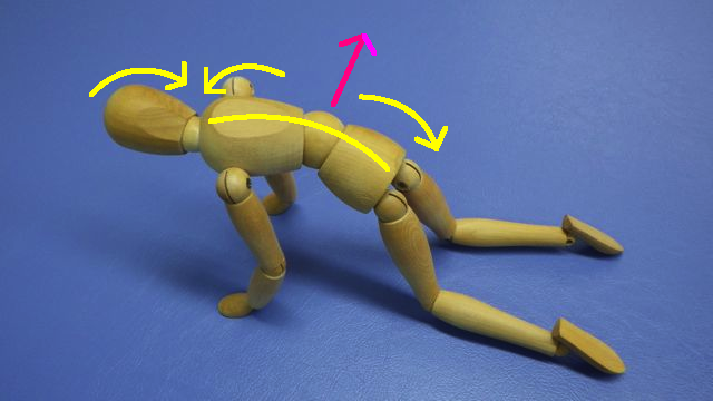 キャットエクササイズ3